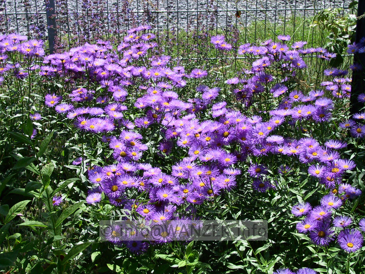 Erigeron Hybride Dunkelste Aller 01.jpg